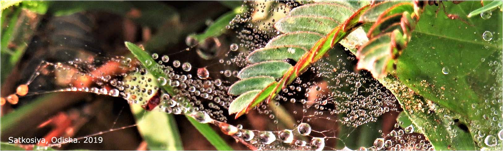 Satkosiya, Odisha. 2019